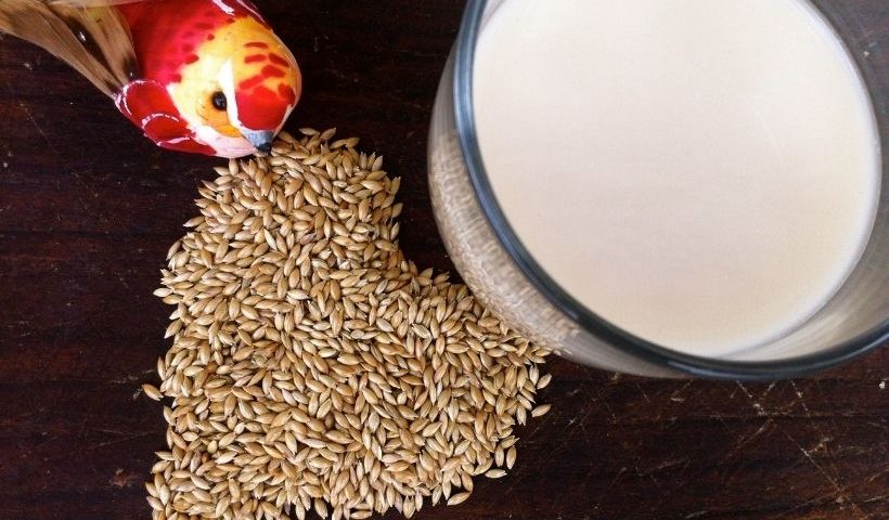 Canary Seed Milk