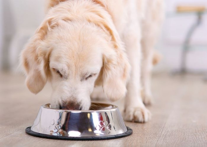 Your Dog Should Eat Per Day