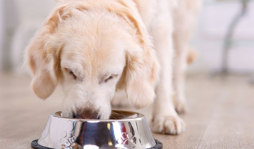 Your Dog Should Eat Per Day