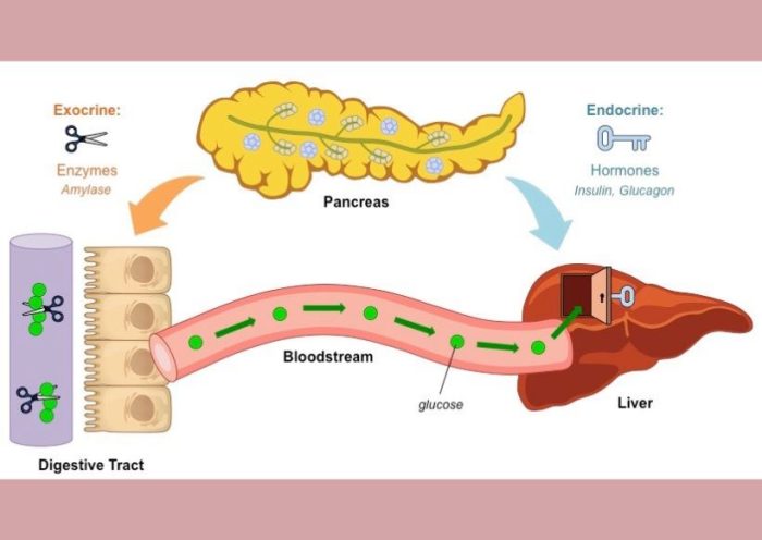 Starch This Is What It Means For Digestion