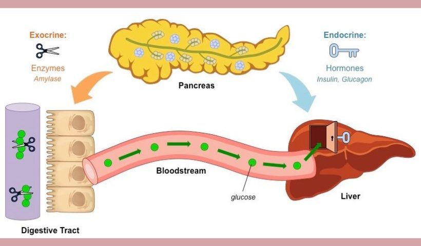 Starch This Is What It Means For Digestion