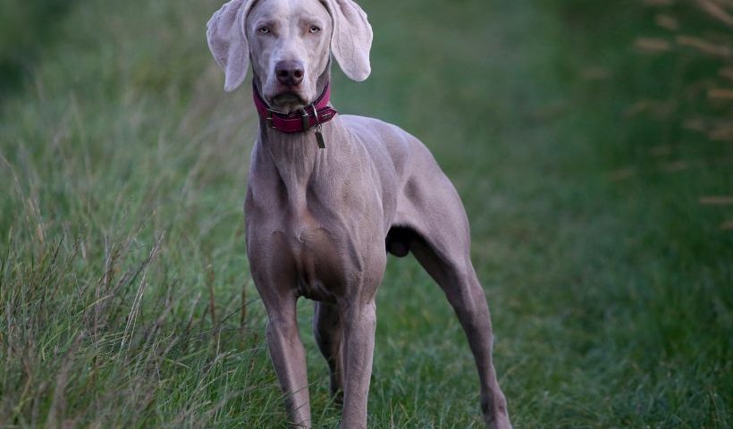 The Great Great Dane A Guide To a Giant Breed