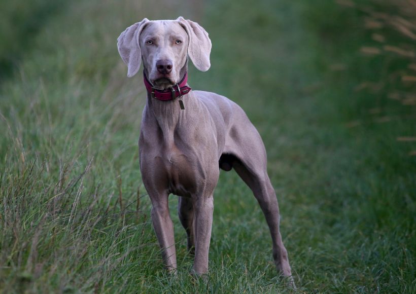 The Great Great Dane A Guide To a Giant Breed